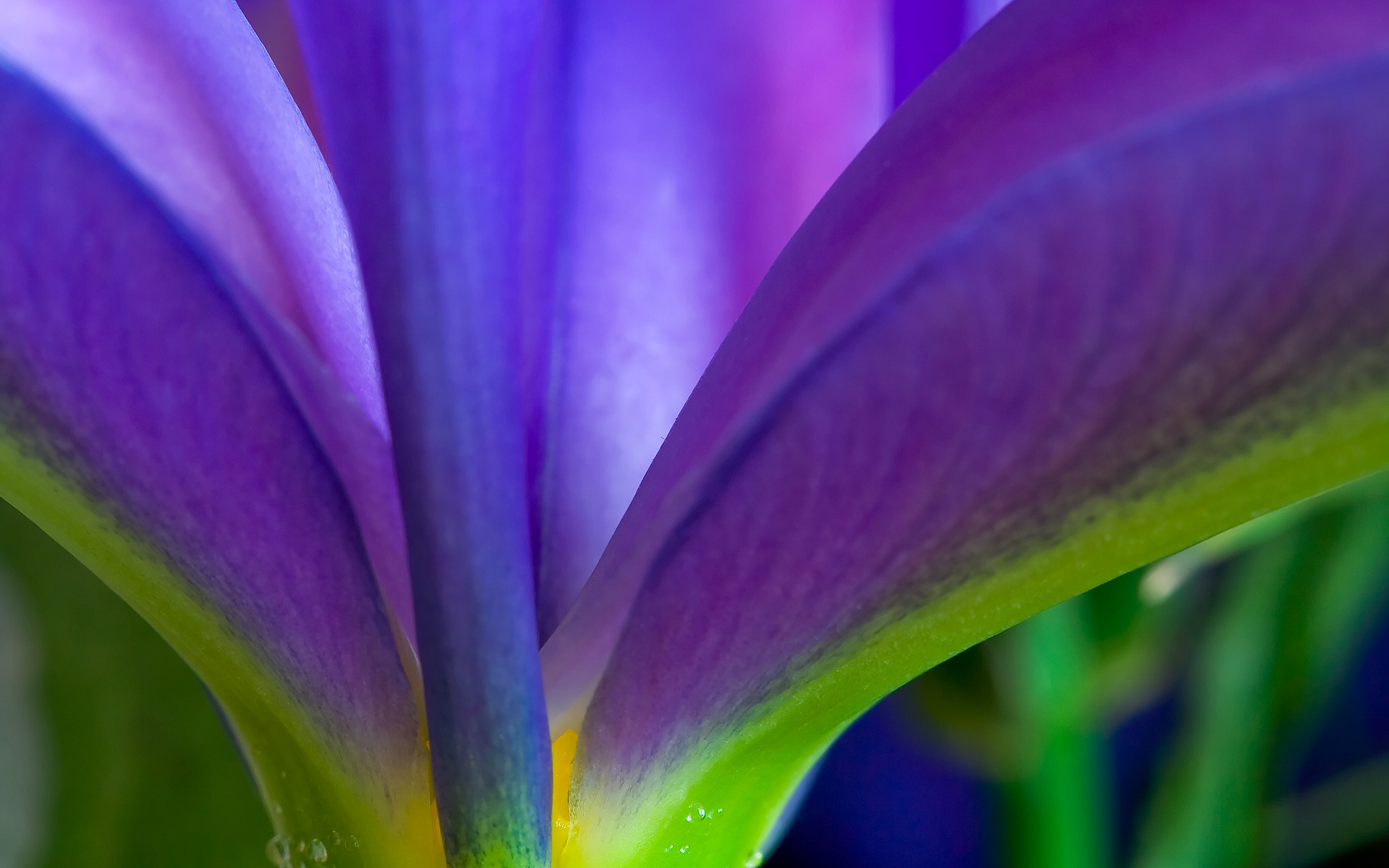 花瓣花托